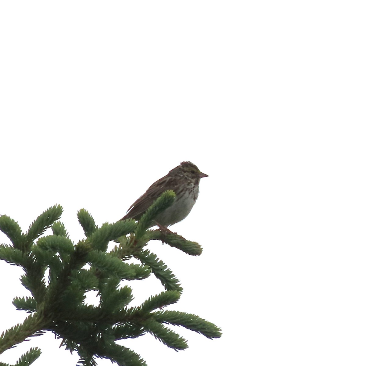 Savannah Sparrow - ML638154518