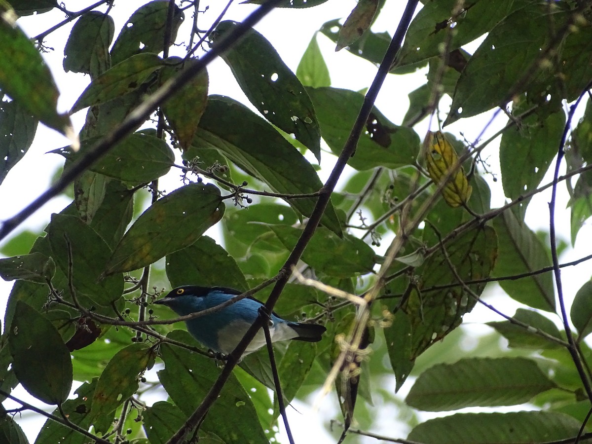 Black-faced Dacnis - ML638154557