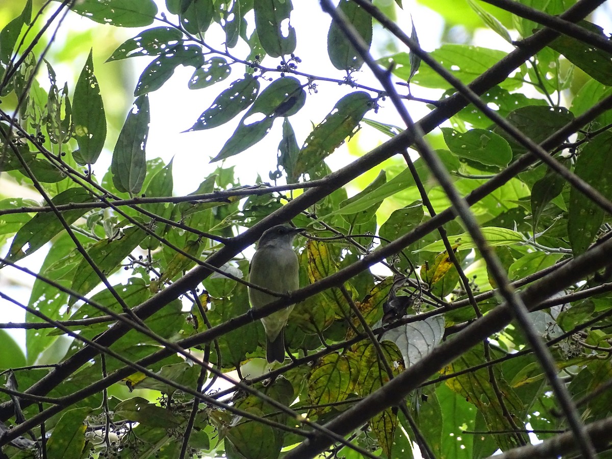 Black-faced Dacnis - ML638154558