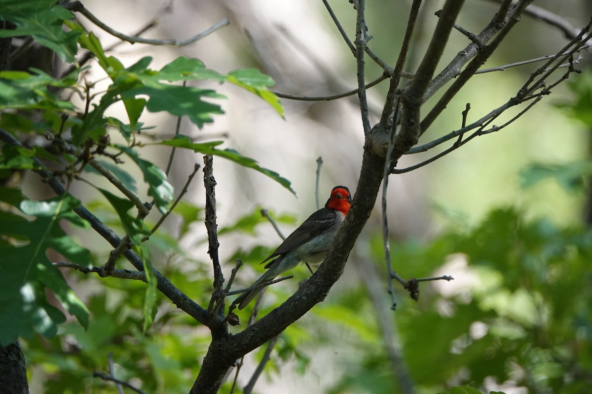 Red-faced Warbler - ML638154584