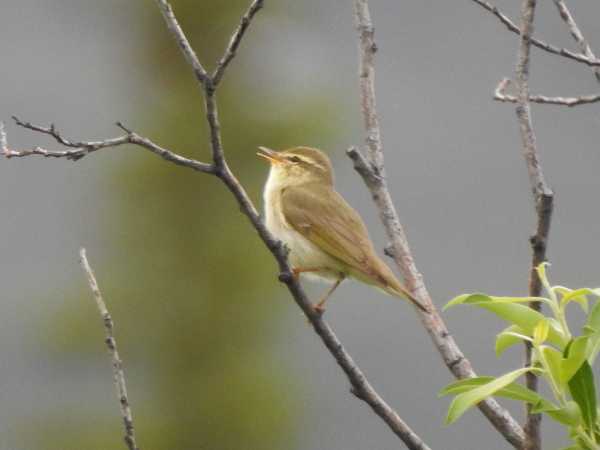 Arctic Warbler - ML638154621