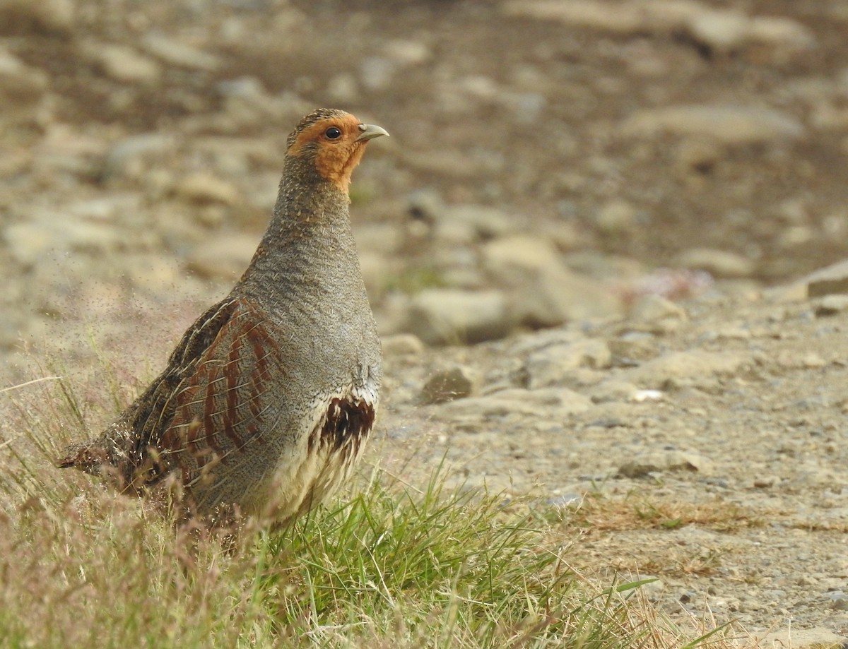 Gray Partridge - ML638154662