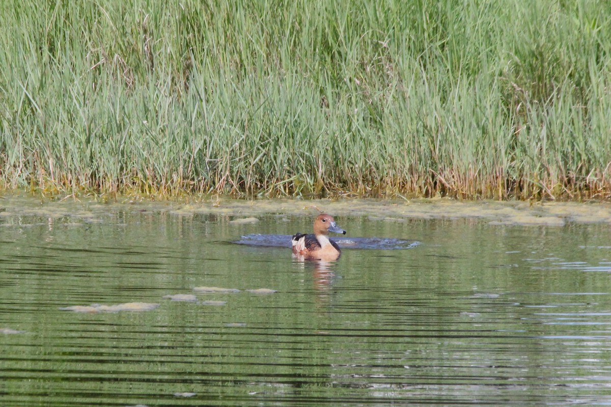 Fulvous Whistling-Duck - ML638154676