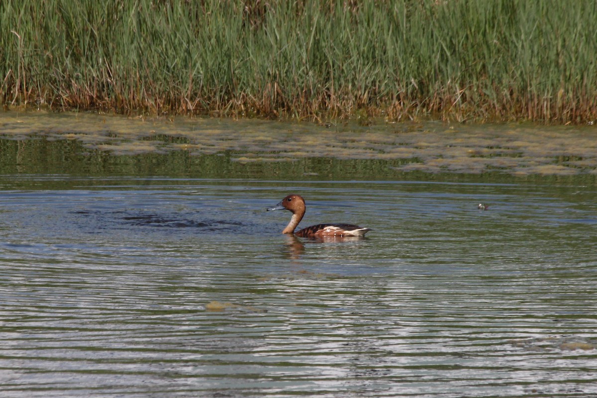 Fulvous Whistling-Duck - ML638154678