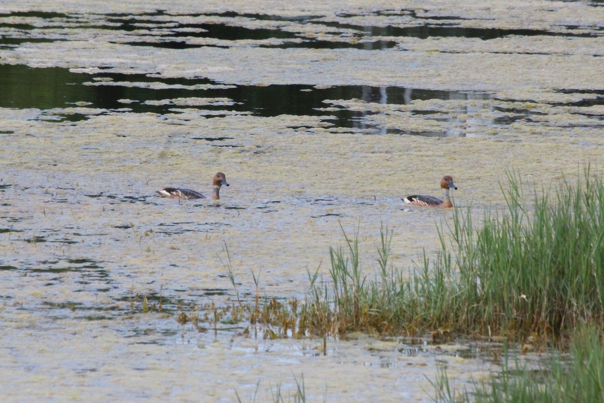 Fulvous Whistling-Duck - ML638154679