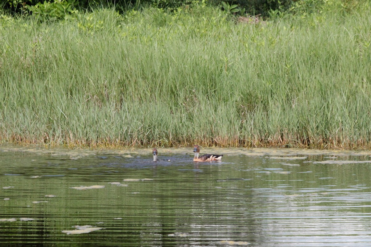 Fulvous Whistling-Duck - ML638154681