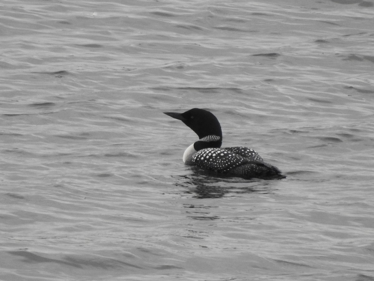 Common Loon - ML638154690
