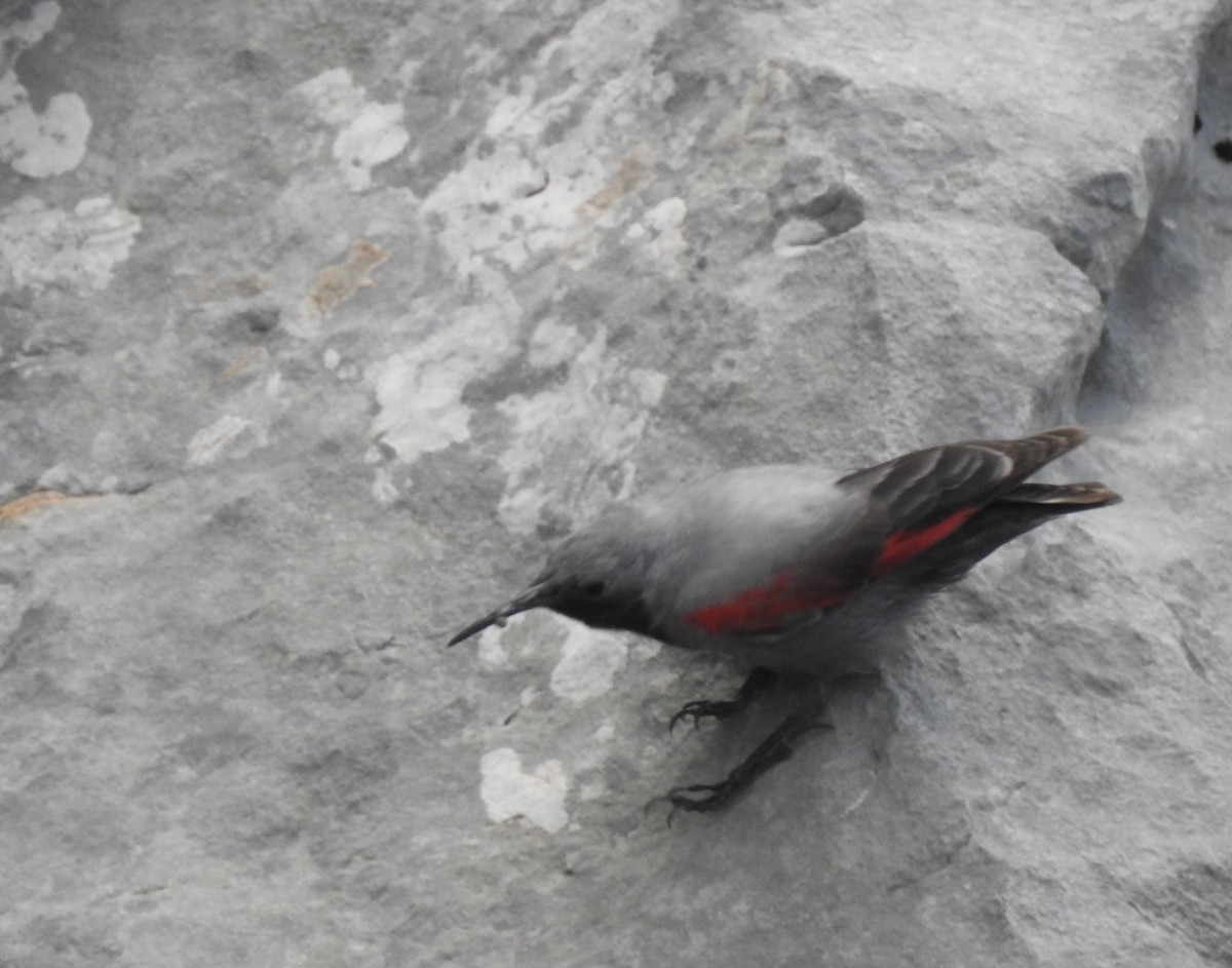Wallcreeper - ML638154700