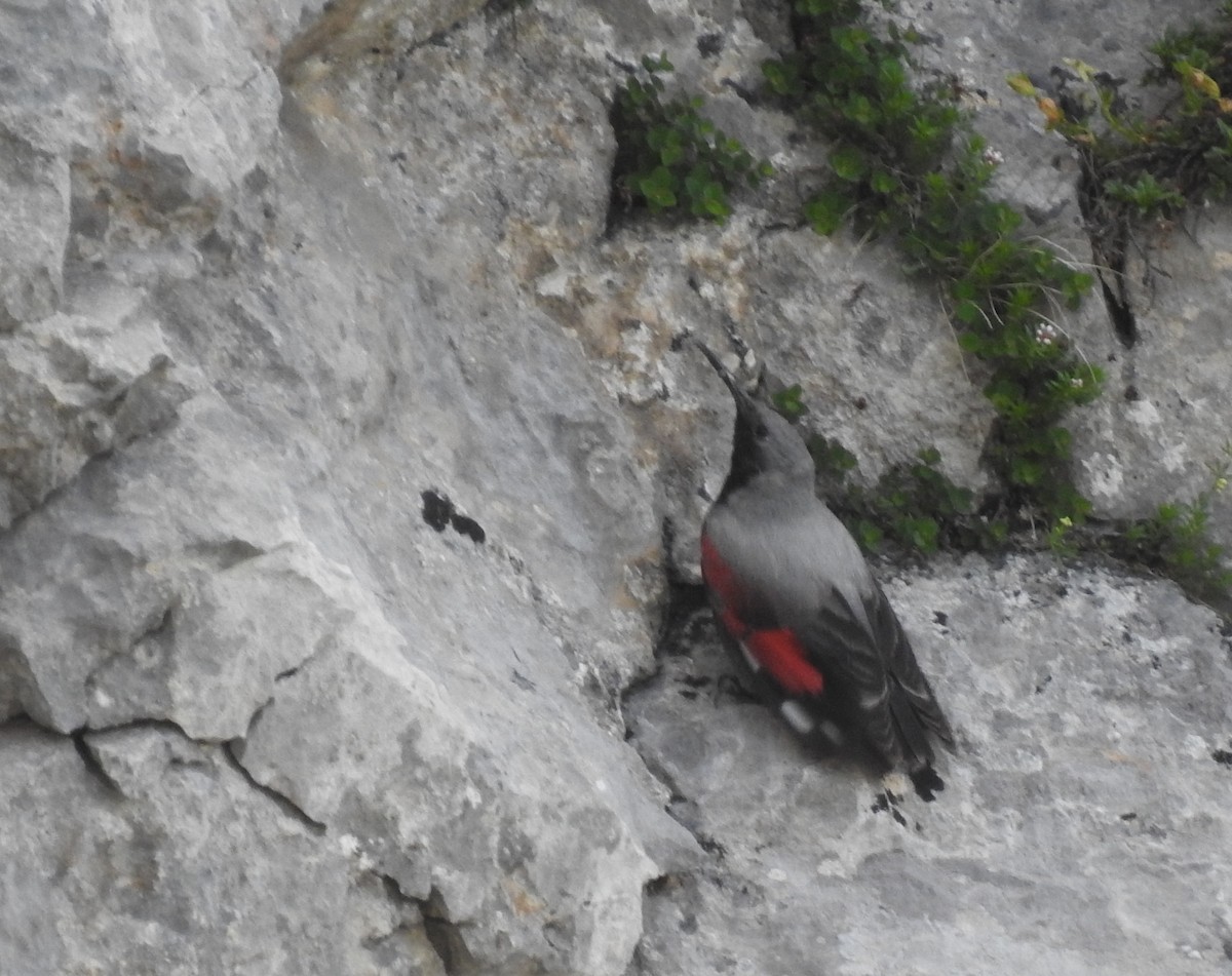 Wallcreeper - ML638154707