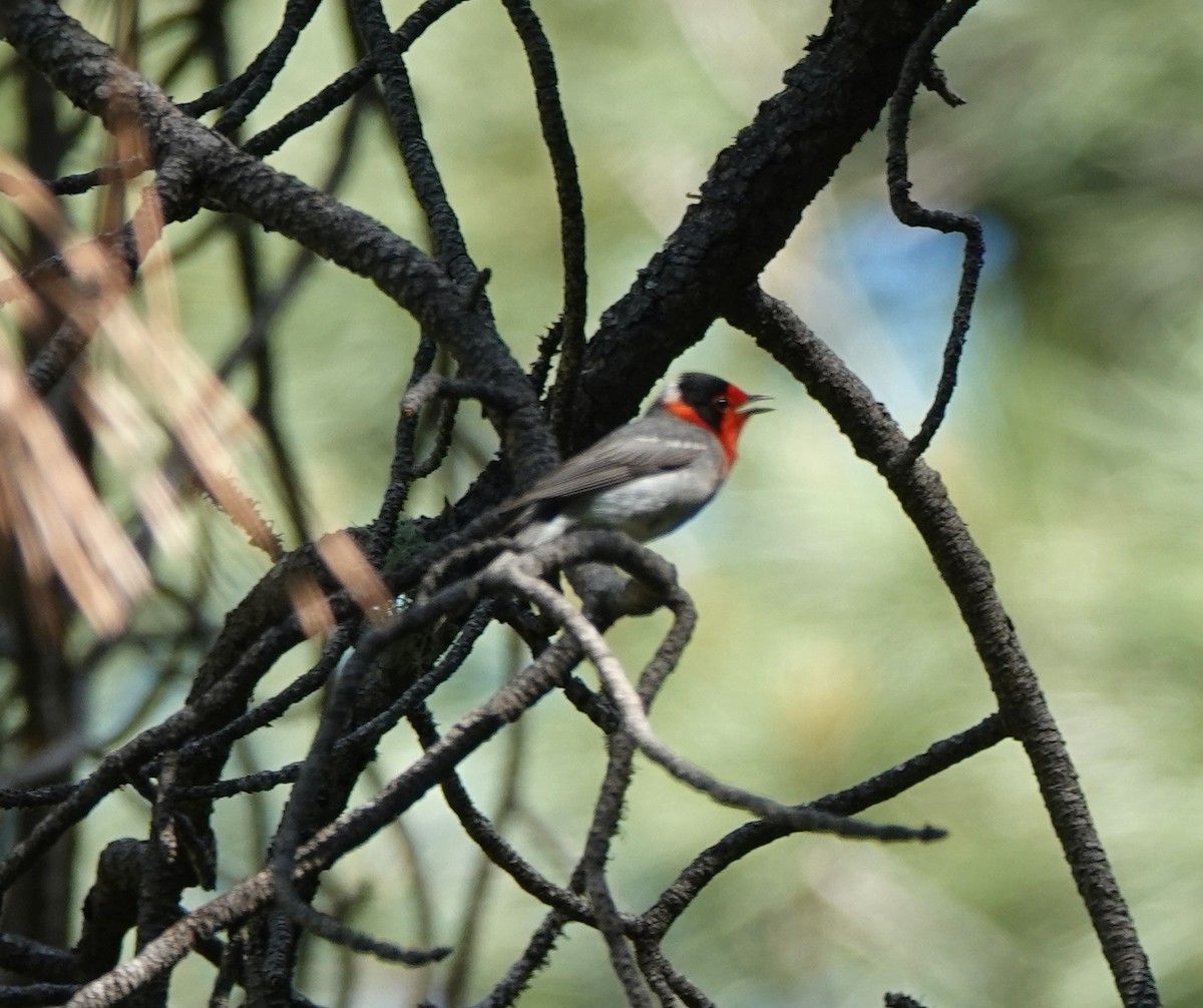 Red-faced Warbler - ML638154708