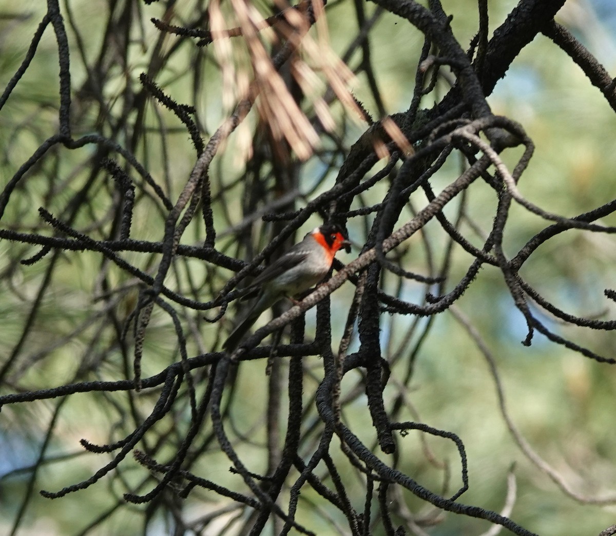 Red-faced Warbler - ML638154711