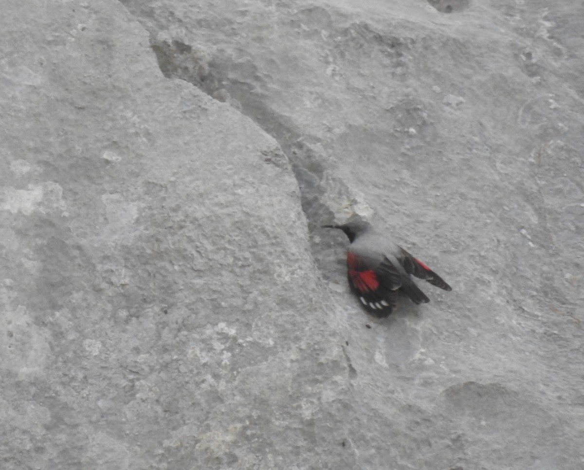Wallcreeper - ML638154717