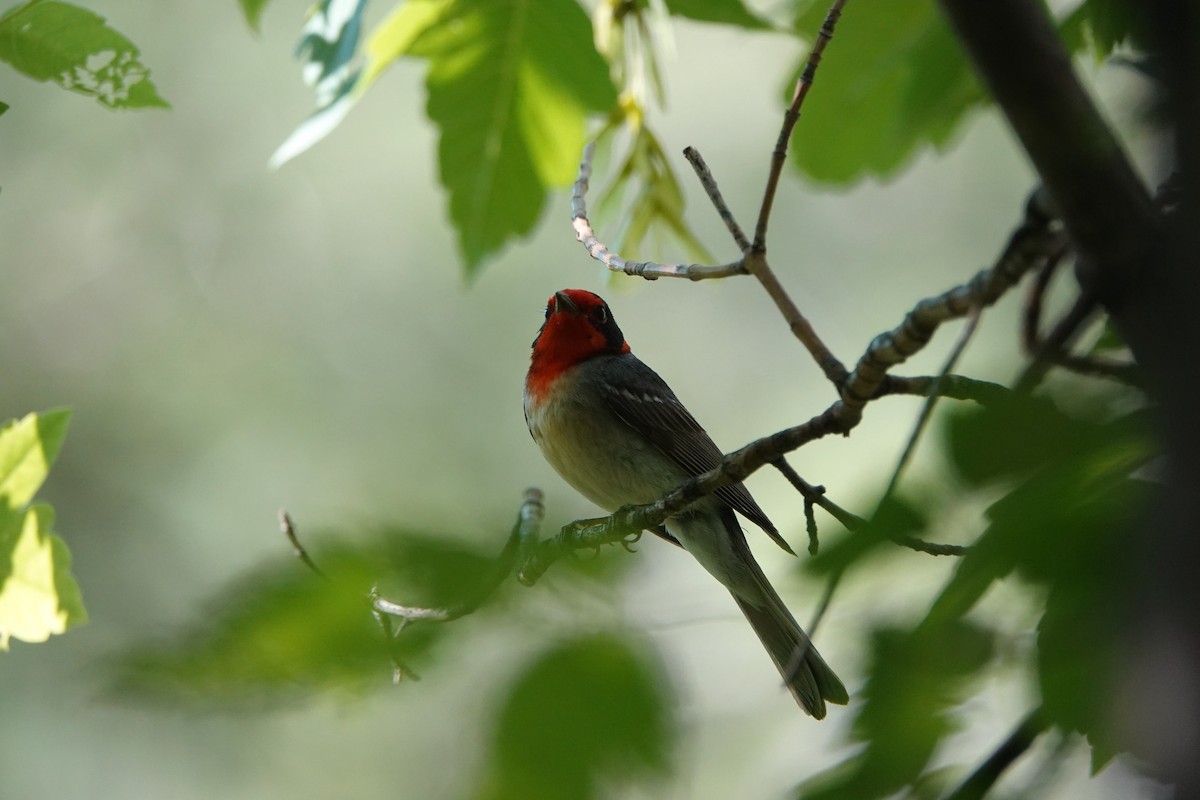 Red-faced Warbler - ML638154750