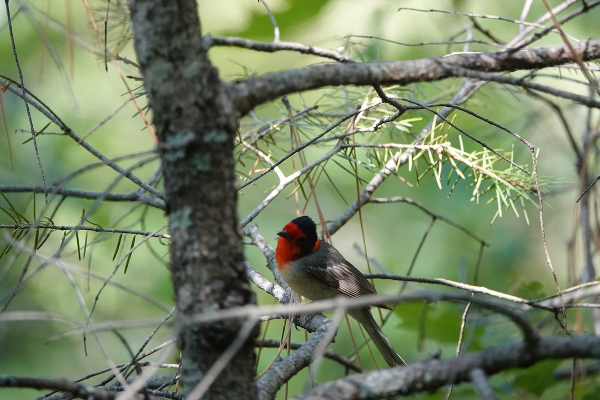 Red-faced Warbler - ML638154751