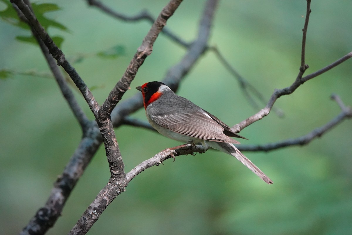 Red-faced Warbler - ML638154756