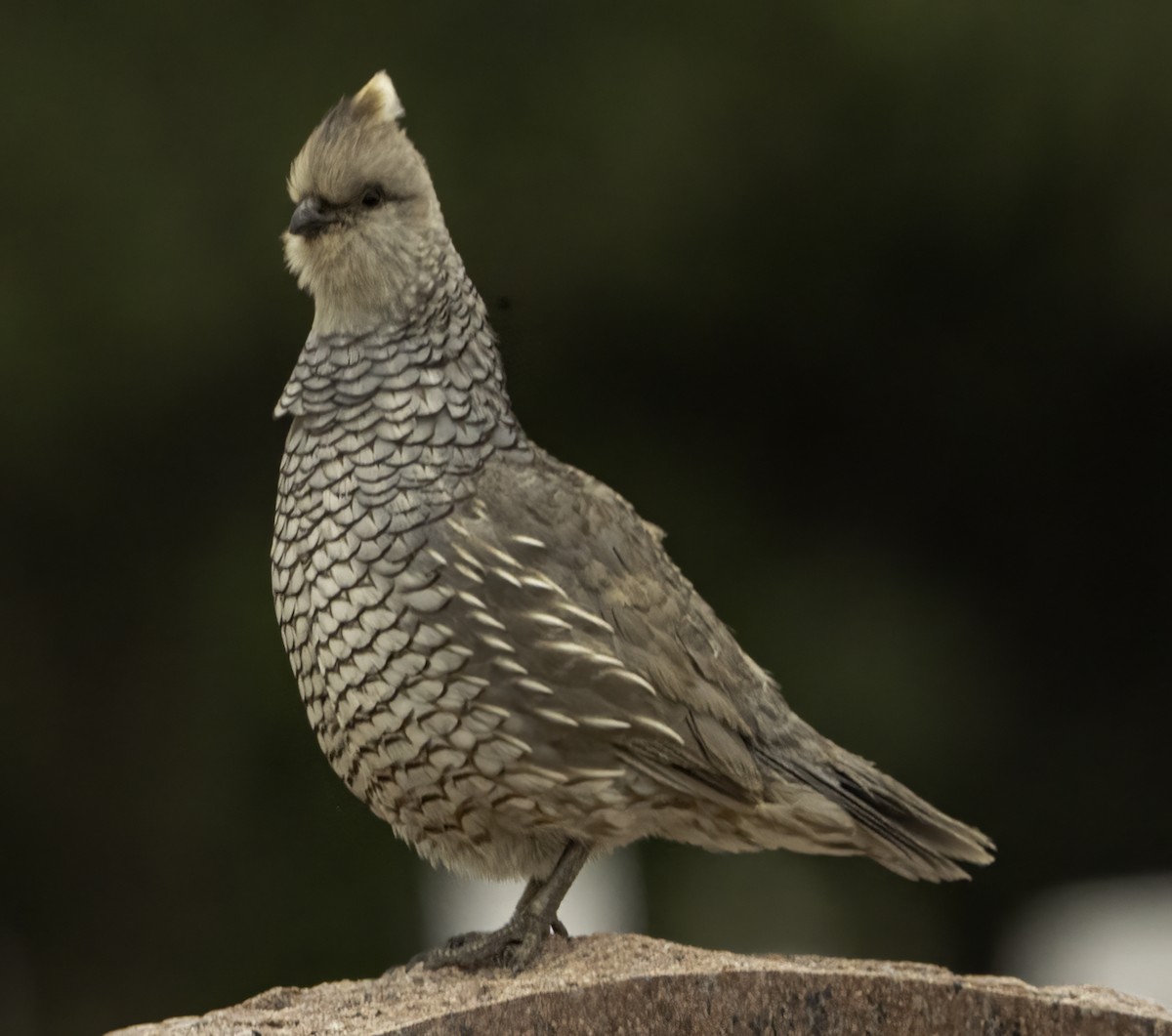 Scaled Quail - ML638154795