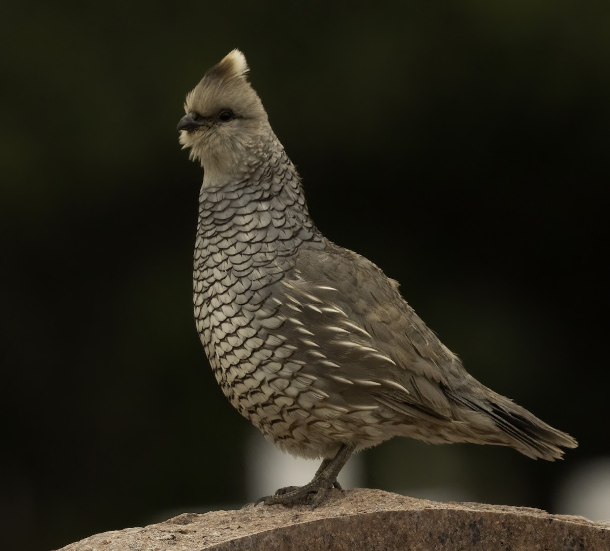 Scaled Quail - ML638154796