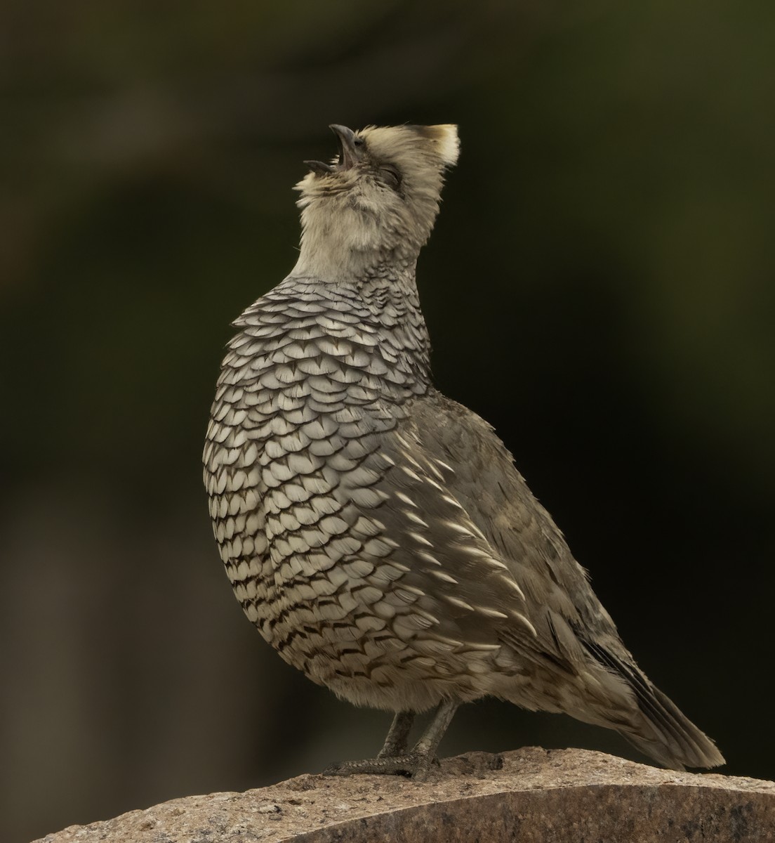 Scaled Quail - ML638154800