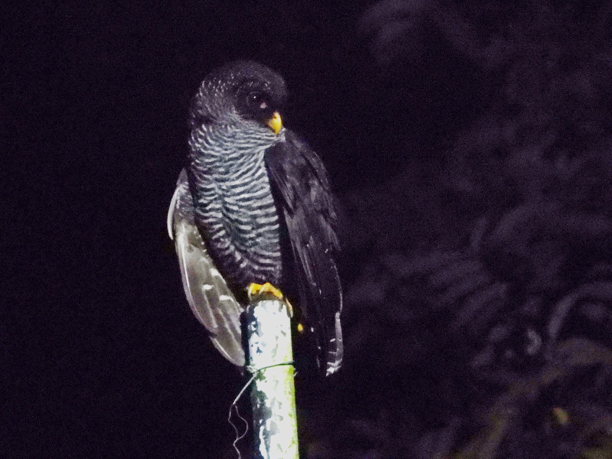 Black-banded Owl - ML638154818