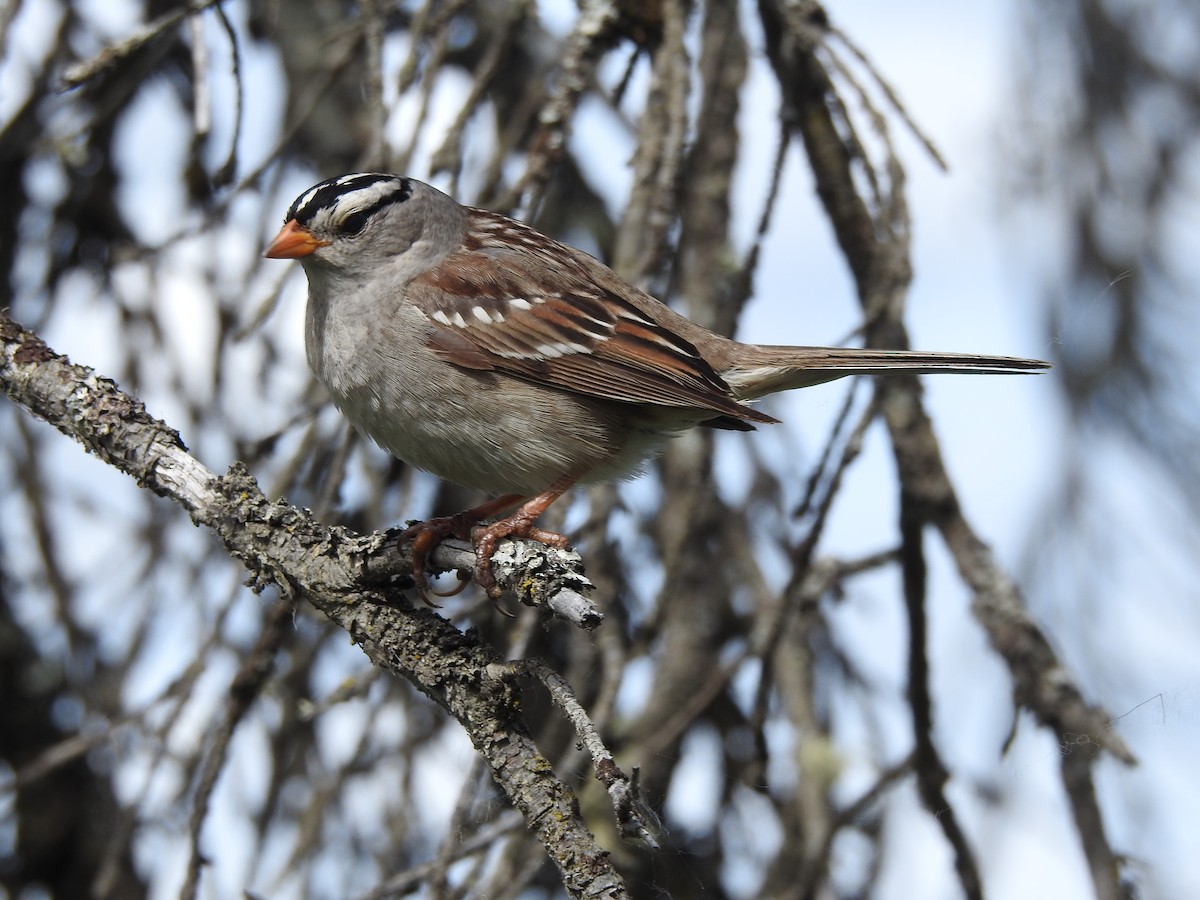 White-crowned Sparrow - ML638154906