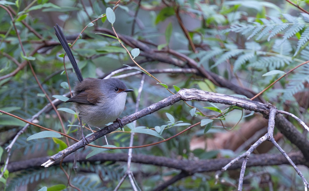 Red-winged Fairywren - ML638154912
