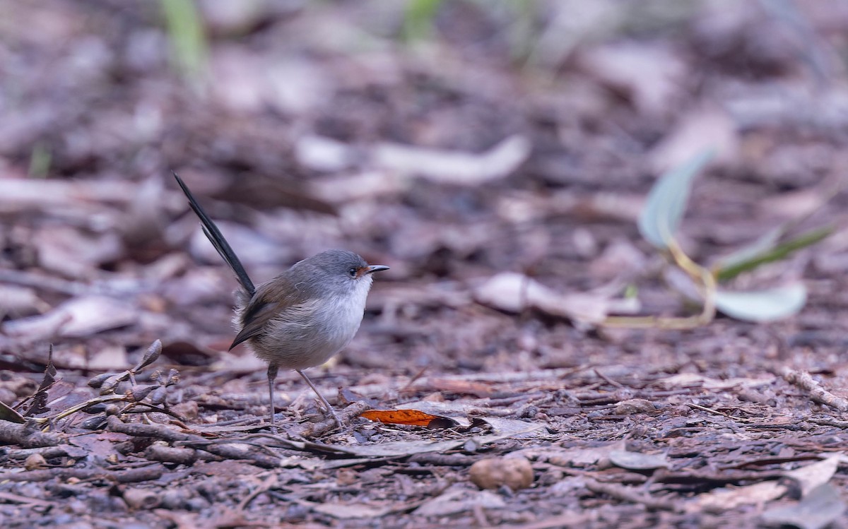 Red-winged Fairywren - ML638154913