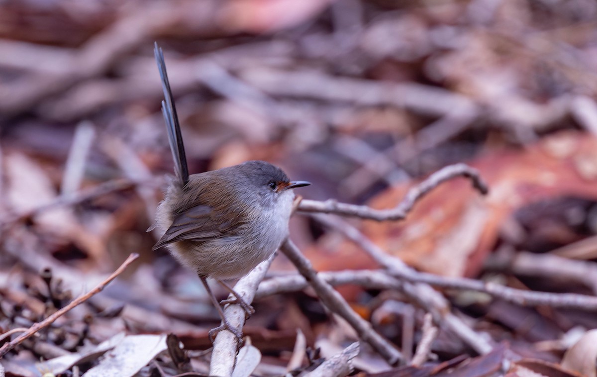 Red-winged Fairywren - ML638154914
