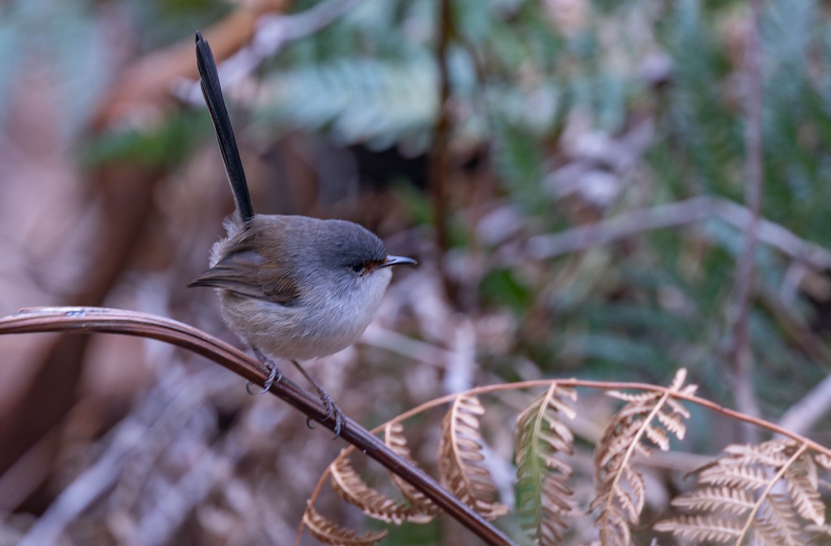 Red-winged Fairywren - ML638154915