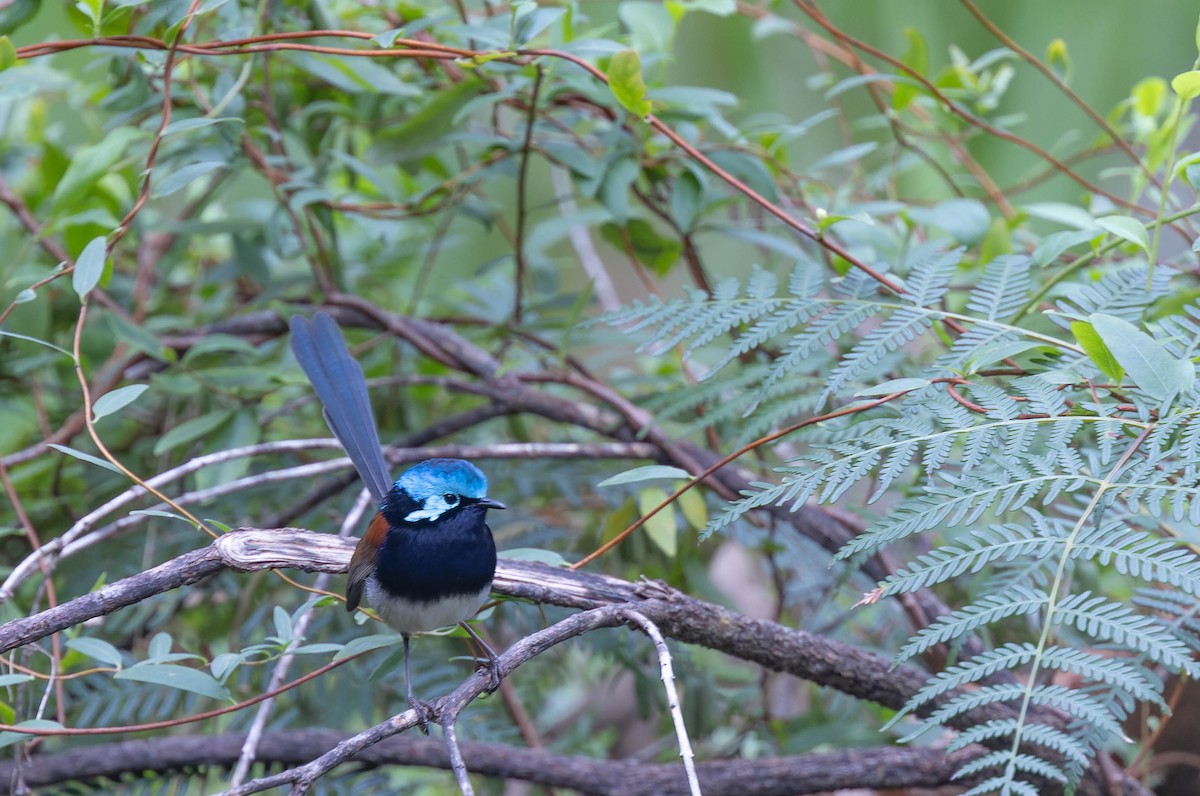 Red-winged Fairywren - ML638154916