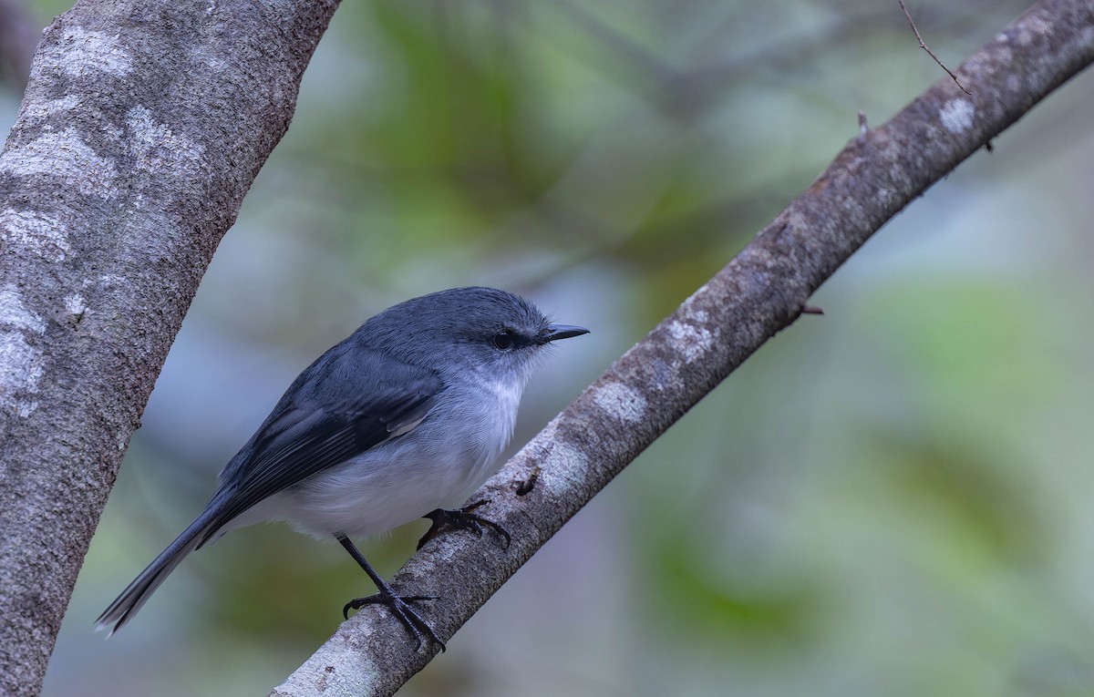 White-breasted Robin - ML638154917