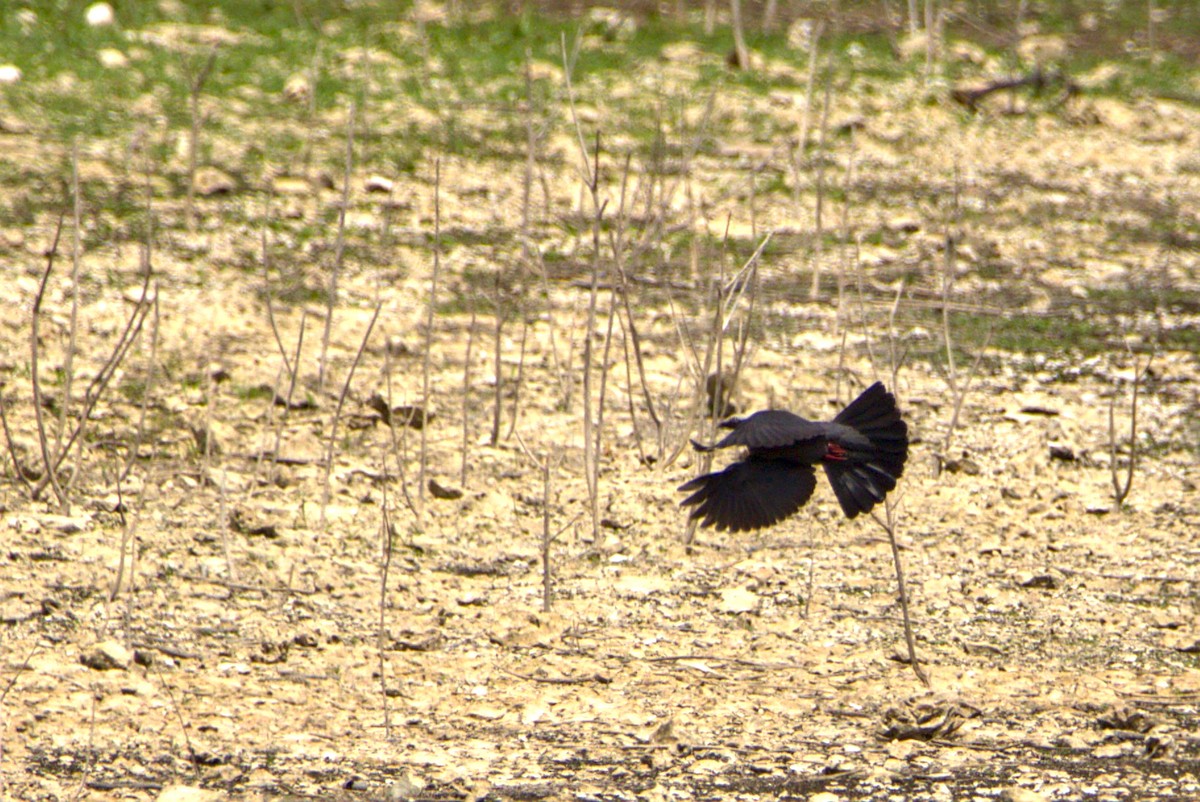 White-crowned Pigeon - ML638154924