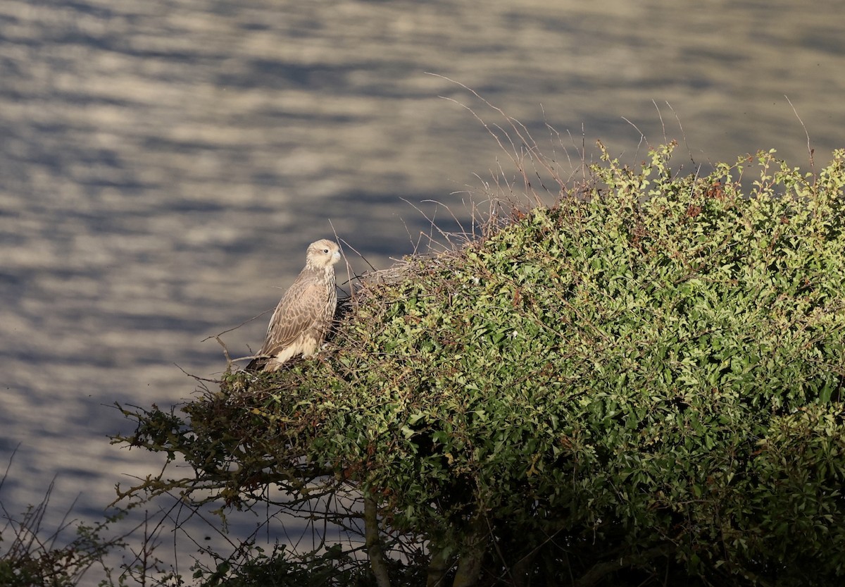 Saker Falcon - ML638154961