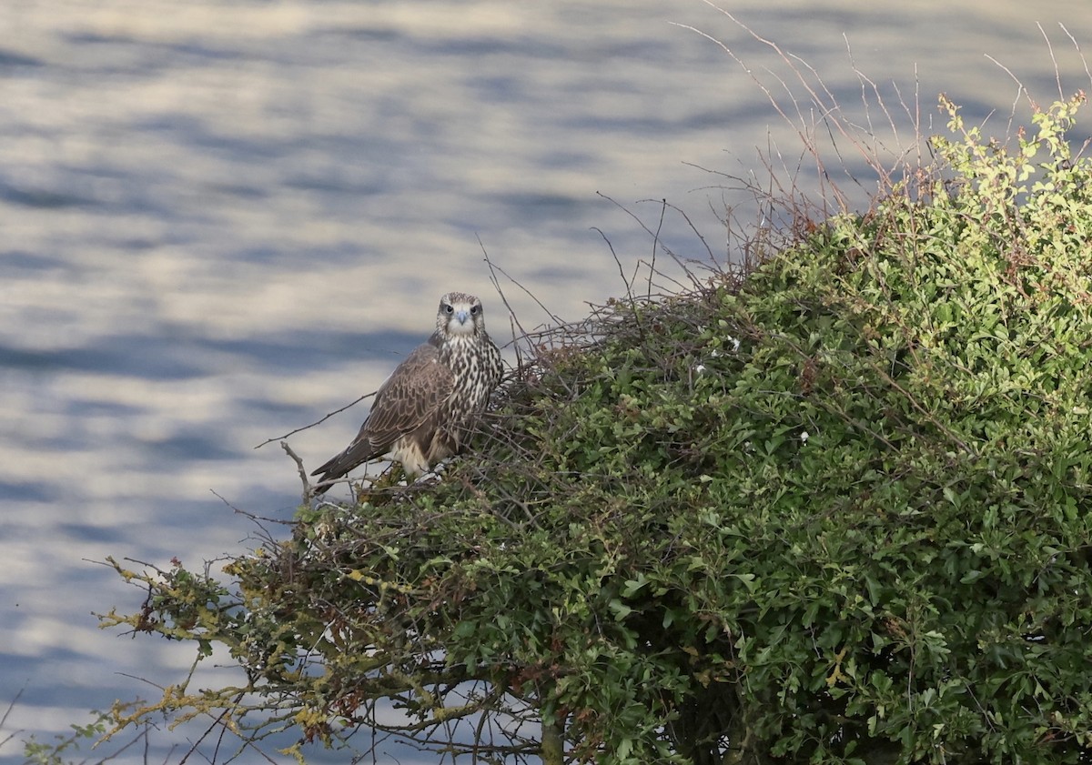 Saker Falcon - ML638154964