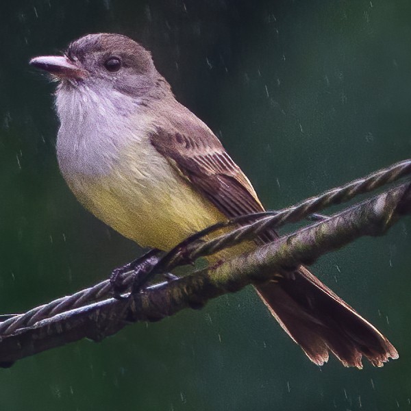 Short-crested Flycatcher - ML638154970