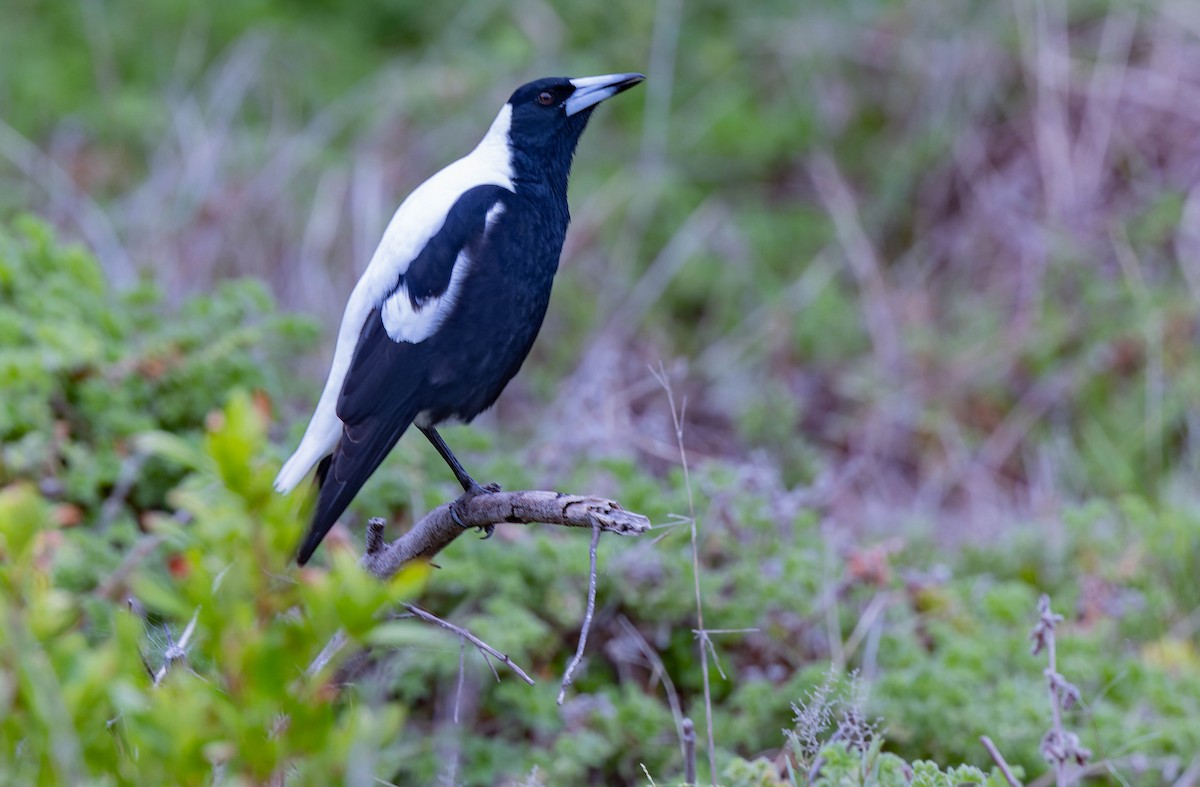 Australian Magpie - ML638154971