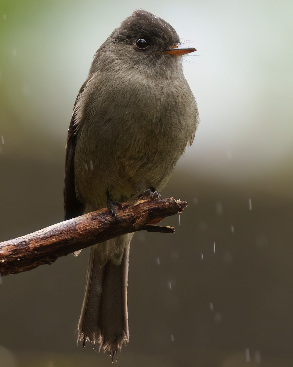 Southern Tropical Pewee - ML638154976