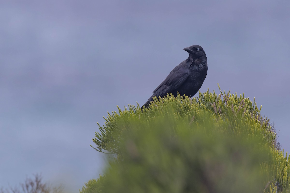 Australian Raven - ML638154977
