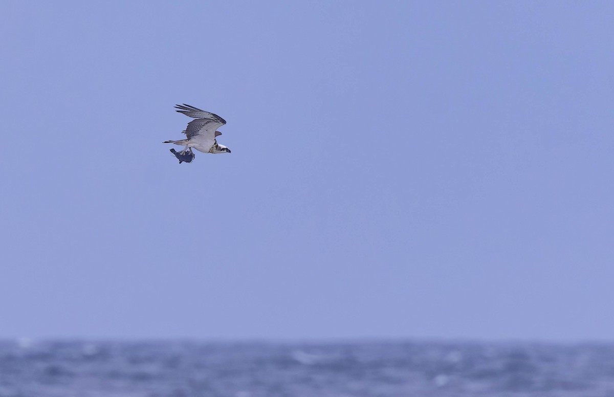 Osprey - ML638154986