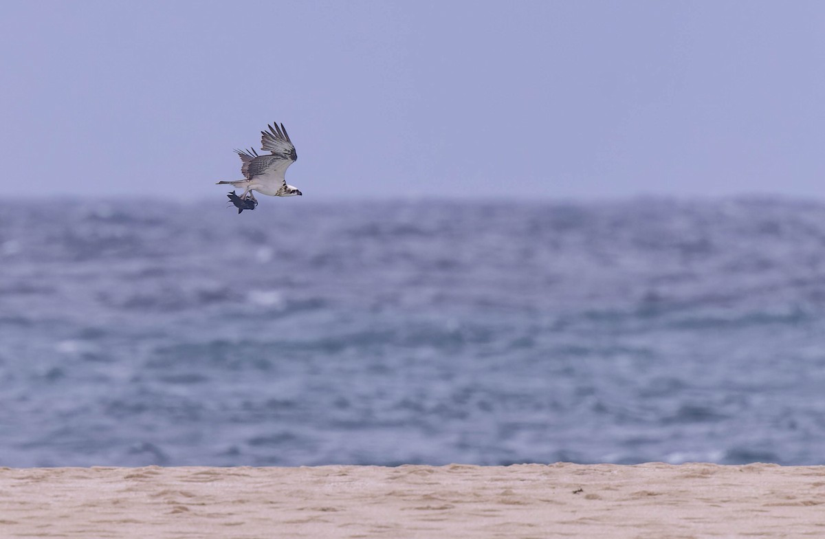 Osprey - ML638154987