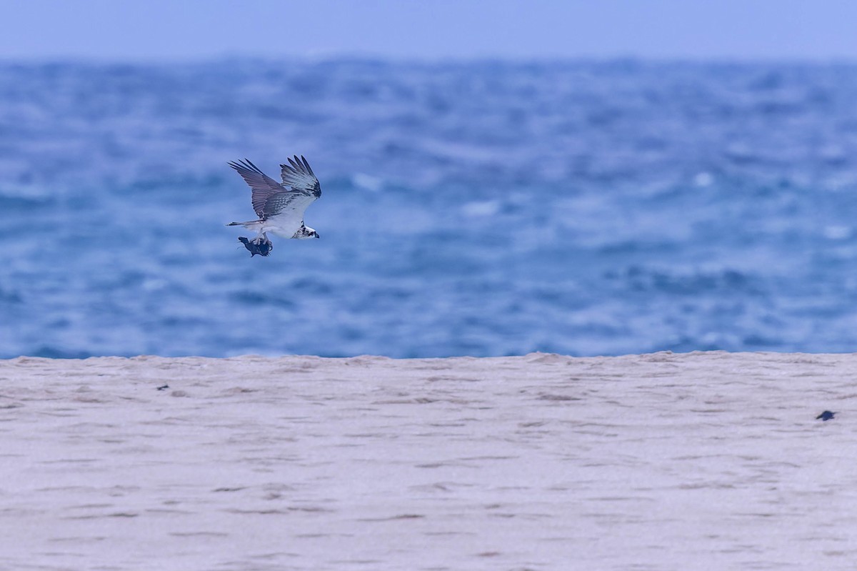 Osprey - ML638154988