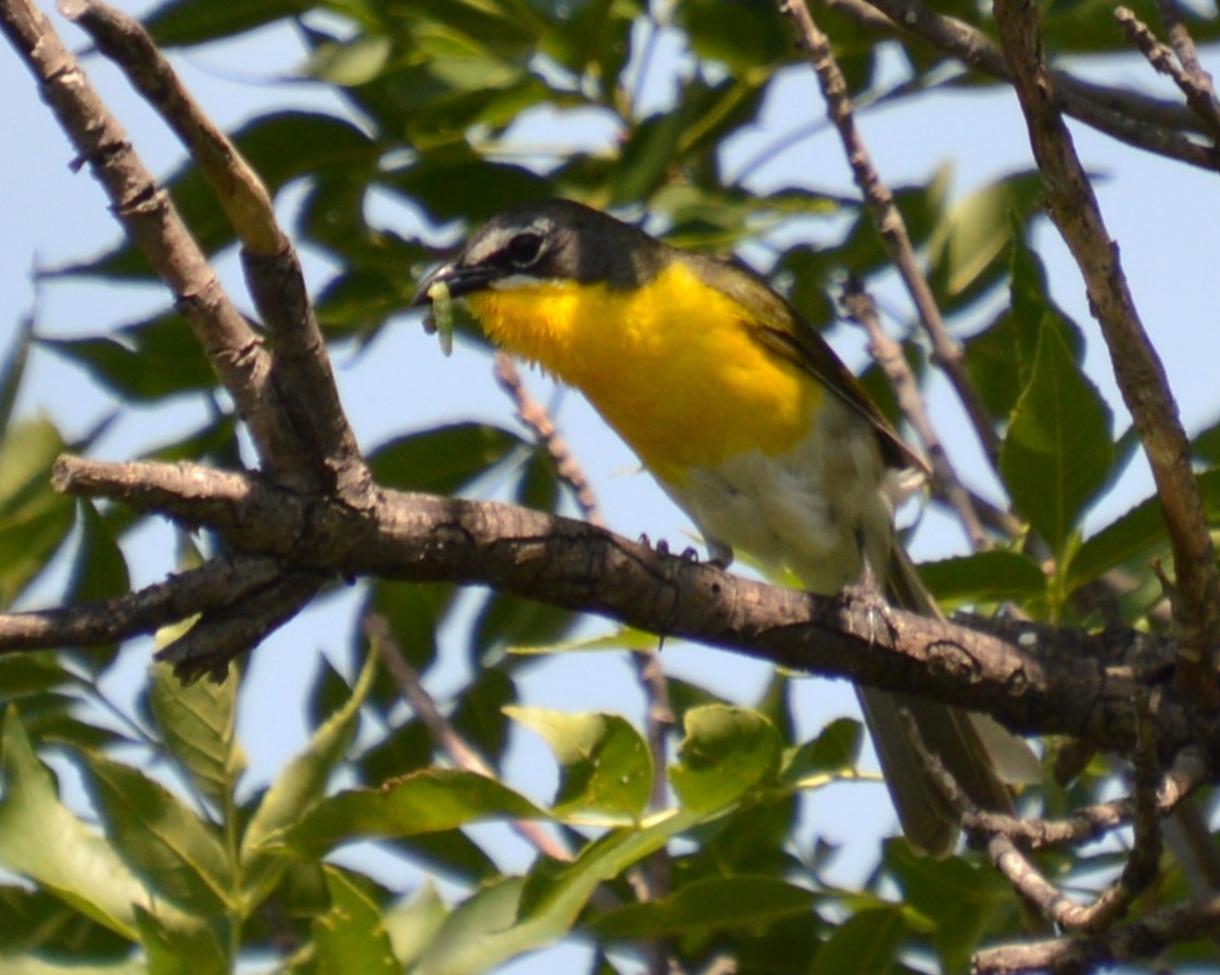 Yellow-breasted Chat - ML638155007