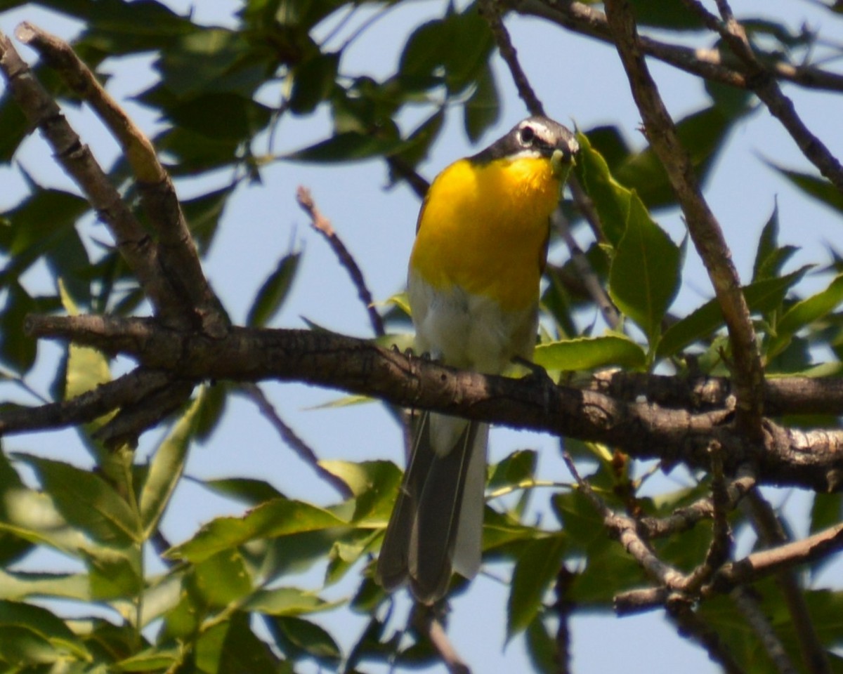 Yellow-breasted Chat - ML638155008