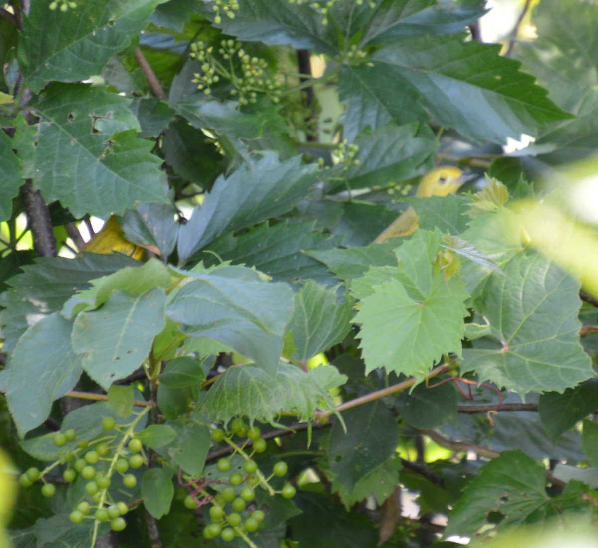 Yellow Warbler - ML638155014