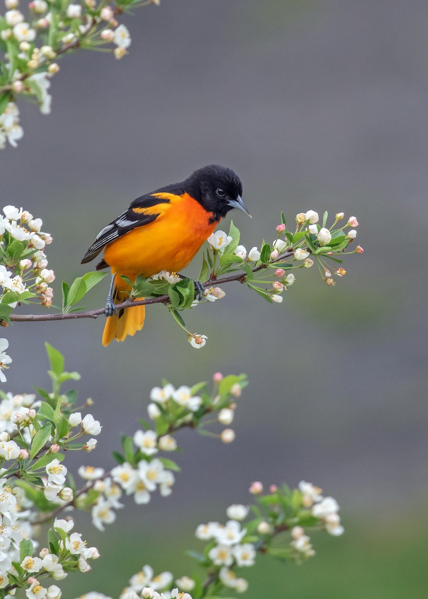 Baltimore Oriole - ML638155034
