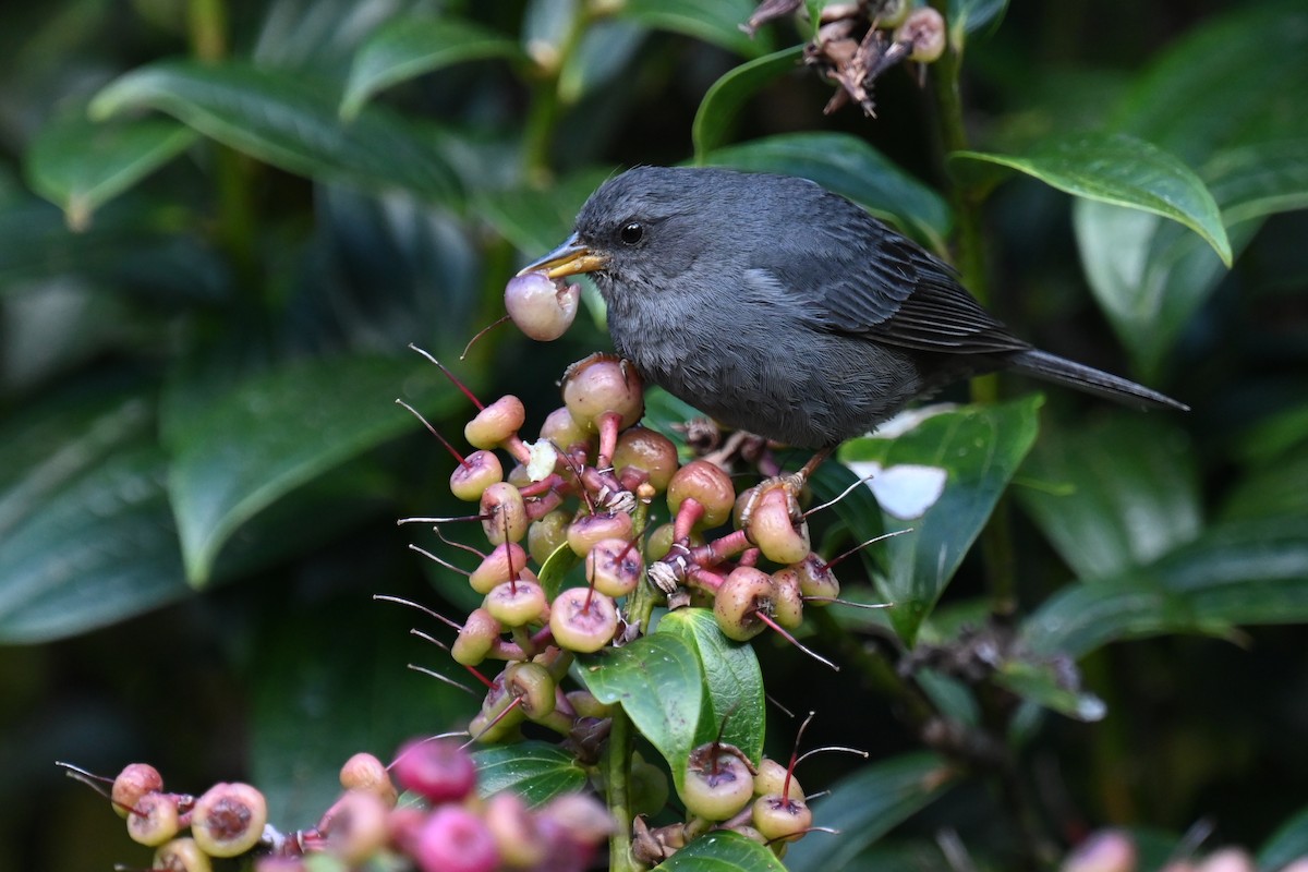 Peg-billed Finch - ML638155070