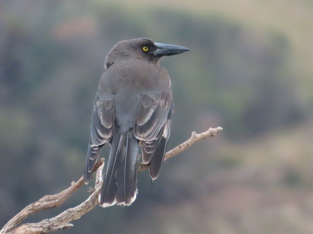 Gray Currawong - ML638155078