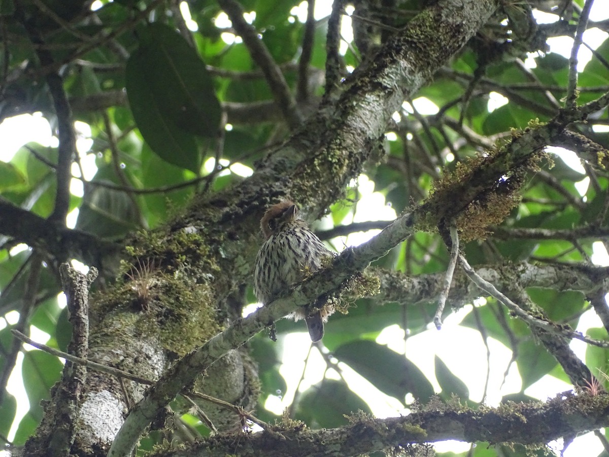 Streifenfaulvogel - ML638155085