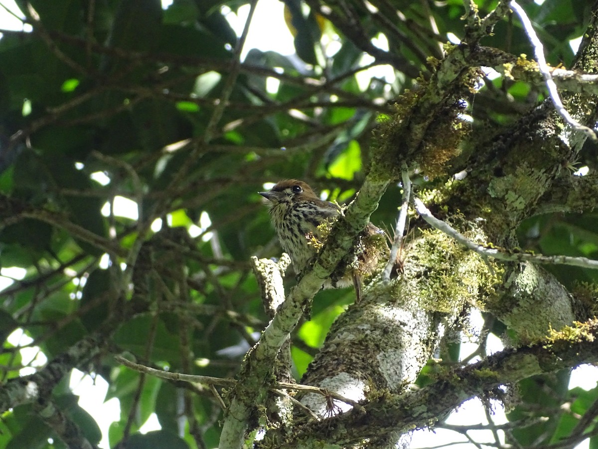 Streifenfaulvogel - ML638155086