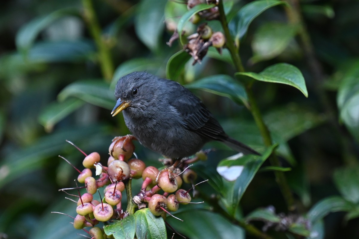 Peg-billed Finch - ML638155099