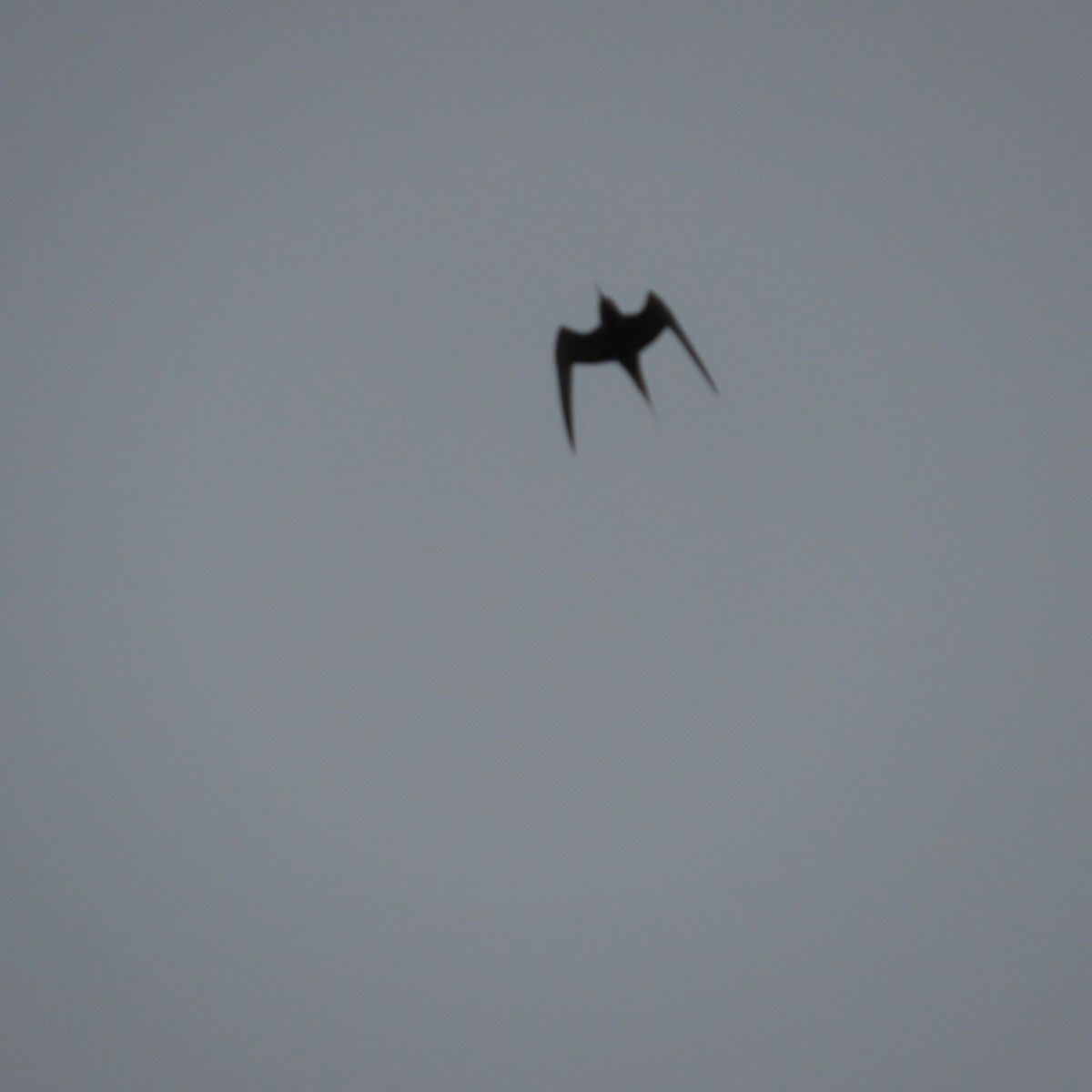Aleutian Tern - ML638155101